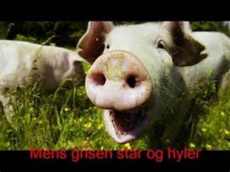 grisen står og hyler
